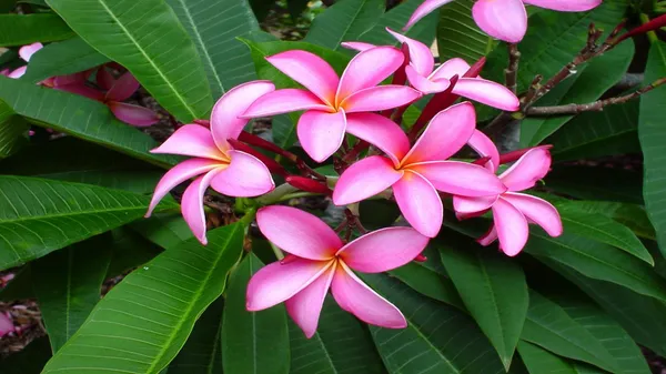 Kathchapa|Kathgolap_Live_Flower_Plant_&_Tree_For_Home_Gardening_(1.5-3.5_Ft_Hight)
