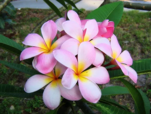 Kathchapa_Flowering_Plant_&_Tree_(1.5-3.5_Ft_Hight)_For_Home_Garden_Kathgolap_Hybrid_Flower_Plant