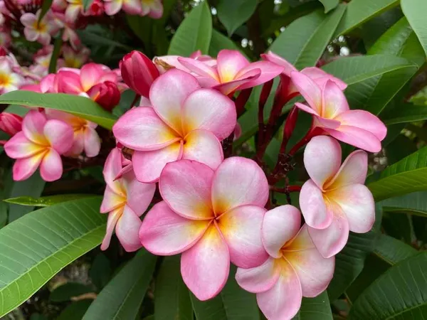 Kathchapa_Flowering_Plant_&_Tree_(1.5-3.5_Ft_Hight)_For_Home_Garden_Kathgolap_Hybrid_Flower_Plant