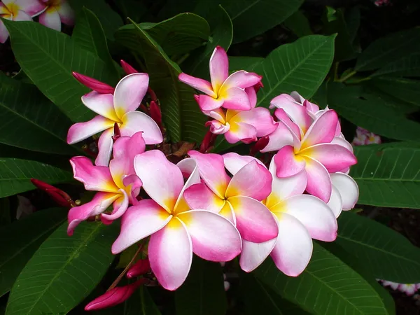 Kathchapa_Flowering_Plant_&_Tree_(1.5-3.5_Ft_Hight)_For_Home_Garden_Kathgolap_Hybrid_Flower_Plant