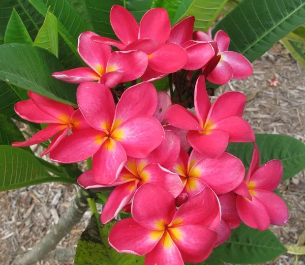 Kathchapa_(Bicolor)_Flower_Plant_&_Tree_For_Home_Gardening_(1.5-3.5_Ft_Size)_Plumeia/Kathgolap_Healthy_Flower_Plant_Hybrid