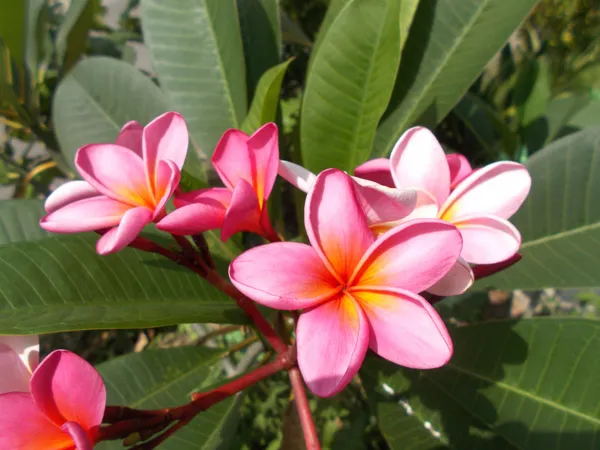 Plumeria/Kathgolap/Kathchapa_Flower_Plant_&_Tree_For_Sweet_Home_Garden_Hybrid