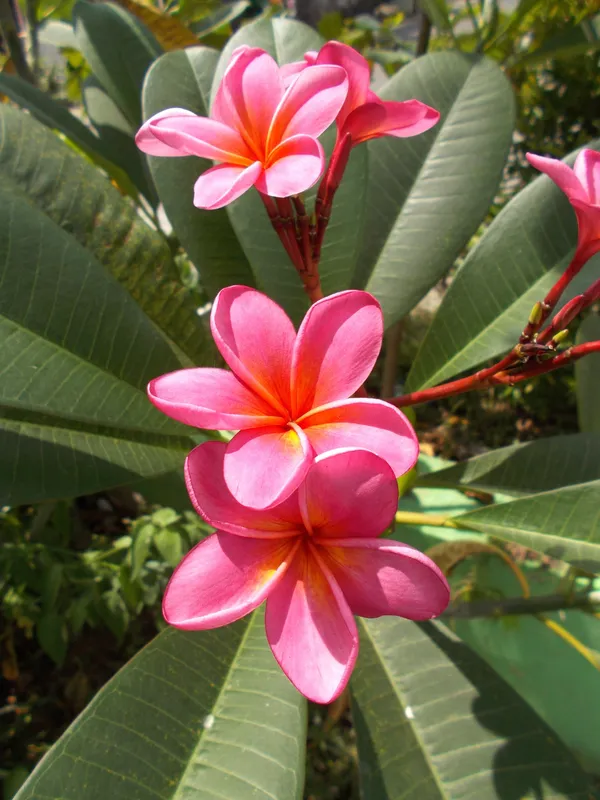 Plumeria/Kathgolap/Kathchapa_Flower_Plant_&_Tree_For_Sweet_Home_Garden_Hybrid