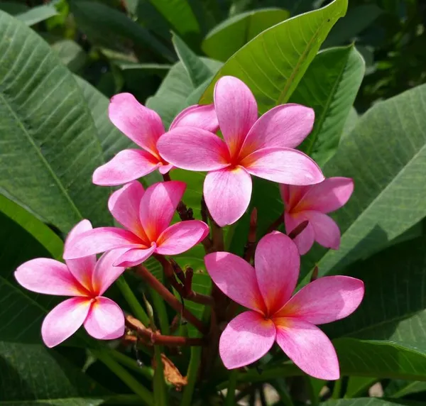 Plumeria/Kathgolap/Kathchapa_Flower_Plant_&_Tree_For_Sweet_Home_Garden_Hybrid