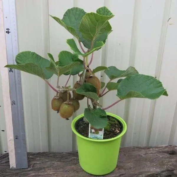 Kiwi_Healthy_Fruit__Plant_&_Tree_For_Home_Gardening_(1.5-3.5_Ft_Hight)