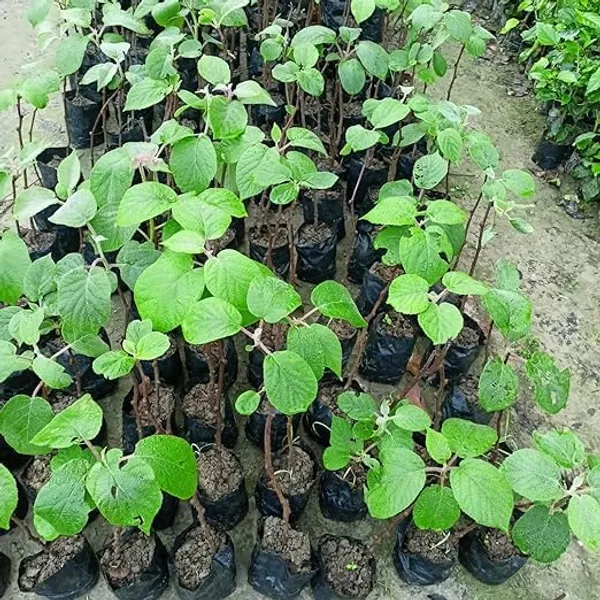 Kiwi_Healthy_Fruit__Plant_&_Tree_For_Home_Gardening_(1.5-3.5_Ft_Hight)