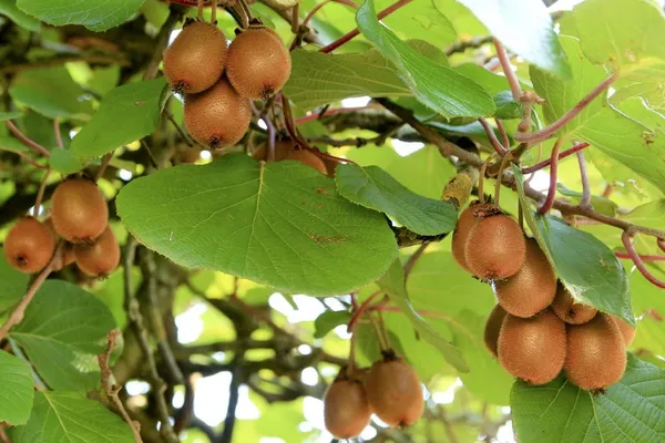Kiwi_Healthy_Fruit__Plant_&_Tree_For_Home_Gardening_(1.5-3.5_Ft_Hight)