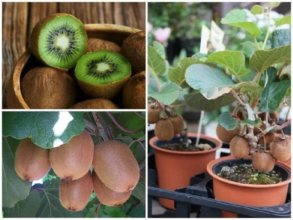 Kiwi_Healthy_Fruit__Plant_&_Tree_For_Home_Gardening_(1.5-3.5_Ft_Hight)