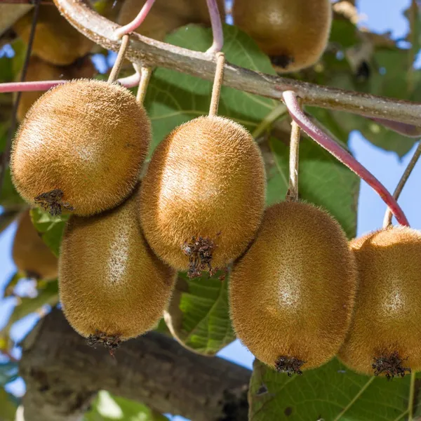 Kiwi_Healthy_Fruit__Plant_&_Tree_For_Home_Gardening_(1.5-3.5_Ft_Hight)