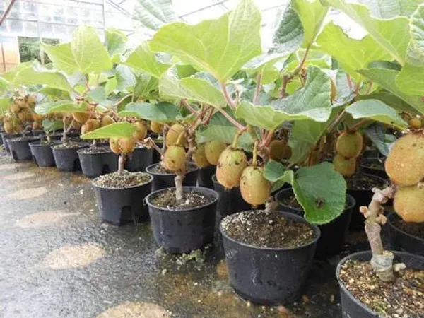 Kiwi_Hybrid_Fruit_Plant_&_Tree_(1.5-3.5_Ft_Hight)_For_Your_Home_Garden_Kiwi_Healthy_Fruit_Plant_seedling