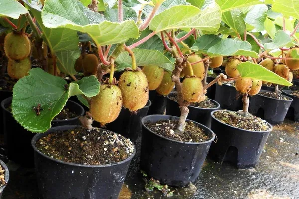 Kiwi_Hybrid_Fruit_Plant_&_Tree_(1.5-3.5_Ft_Hight)_For_Your_Home_Garden_Kiwi_Healthy_Fruit_Plant_seedling