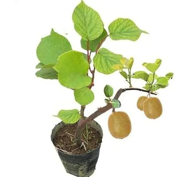 Kiwi_Hybrid_Fruit_Plant_&_Tree_(1.5-3.5_Ft_Hight)_For_Your_Home_Garden_Kiwi_Healthy_Fruit_Plant_seedling