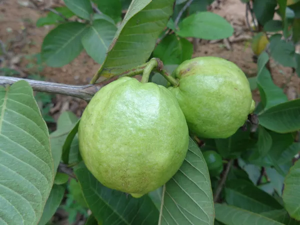 Bangaladeshi_Hybrid_Guava_Plant