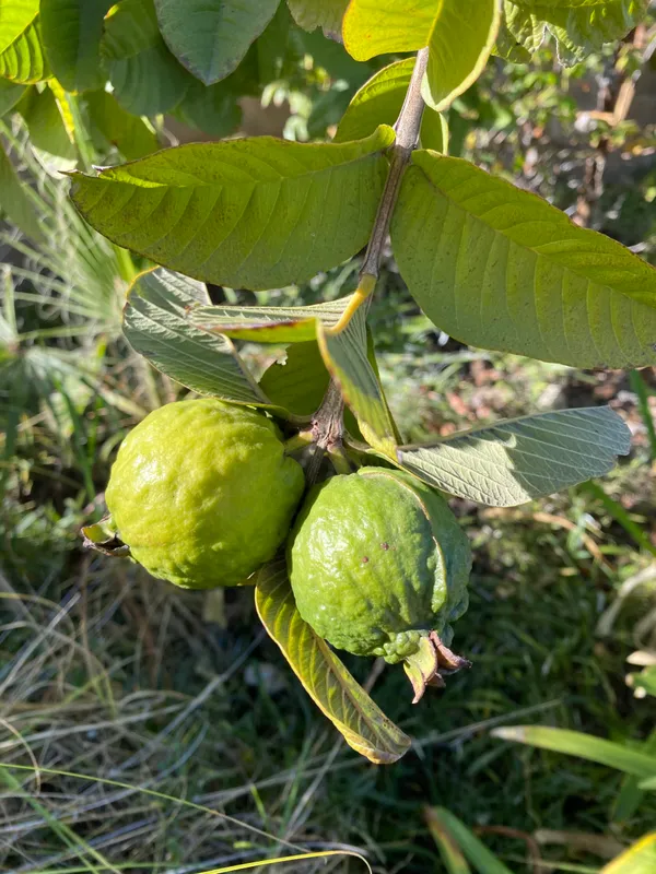 Bangaladeshi_Hybrid_Guava_Plant