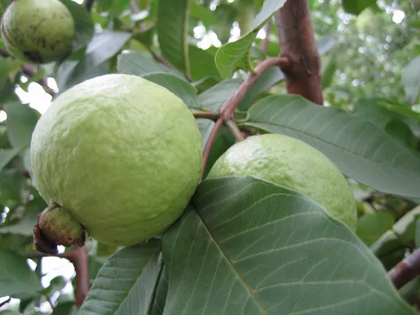 Bangaladeshi_Hybrid_Guava_Plant