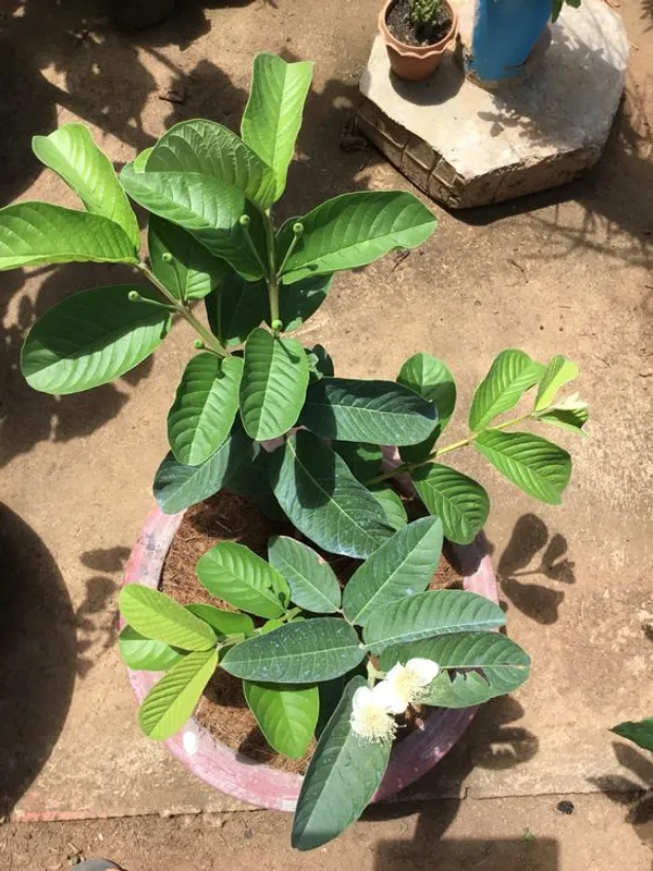 Bangaladeshi_Hybrid_Guava_Plant