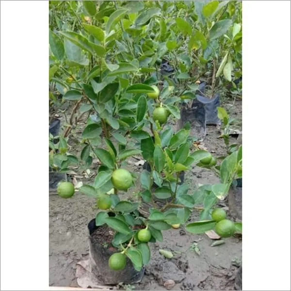Thai_Kolkata_Pati_Lebu|Lemon_Fruit_Plant_&_Tree_(1.5-3.5_Ft_Hight)_For_Home_Gardening_Kolkata_Lemon_Hybrid_Fruit_Plant