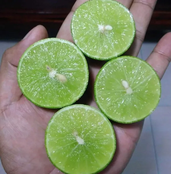 Thai_Kolkata_Pati_Lebu|Lemon_Fruit_Plant_&_Tree_(1.5-3.5_Ft_Hight)_For_Home_Gardening_Kolkata_Lemon_Hybrid_Fruit_Plant