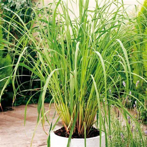 Lemon_Grass_Plant