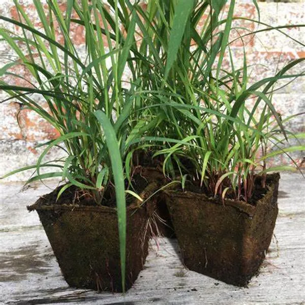 Lemon_Grass_Plant