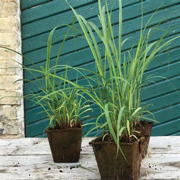 Lemon_Grass_Plant