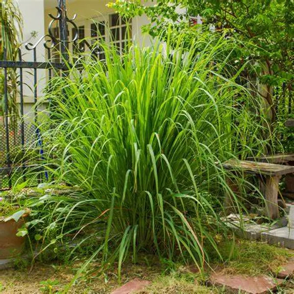 Lemon_Grass_Plant_For_Cooking_&_Home_Garden_Lemon_Grass_Healthy_Plant_Hybrid