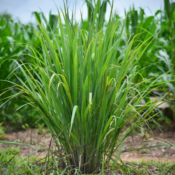 Lemon_Grass_Plant_For_Cooking_&_Home_Garden_Lemon_Grass_Healthy_Plant_Hybrid