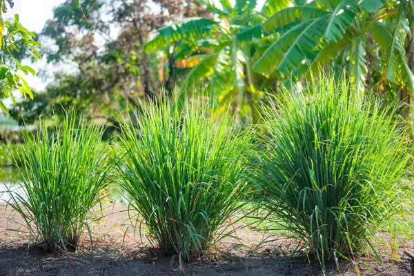 Lemon_Grass_Plant_For_Cooking_&_Home_Garden_Lemon_Grass_Healthy_Plant_Hybrid