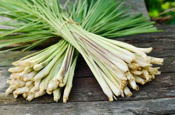 Lemongrass_Kitchen_Plants