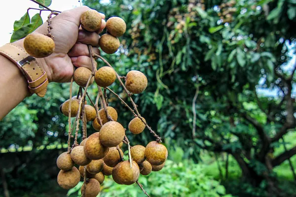 Australian_Hybrid_&_Healthy_Longon_Fruit_Plant_&_Tree_(1.5-3.5_Ft_Hight)_For_Home_Gardening
