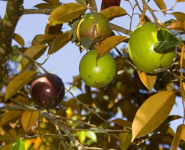 Star_Apple_Plant_Milk_Fruit_Plant_Original