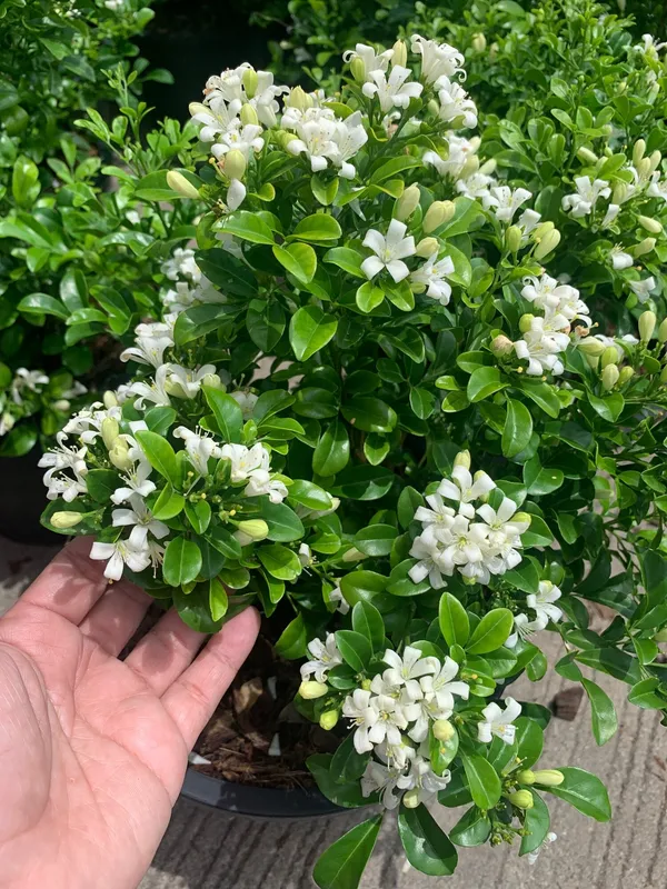 Madhu_Kamini_Flowering_Plant_&_Tree_(1.5-3.5_Ft_Hight)_For_Sweet_Home_Decoration|Gardening_Hybrid