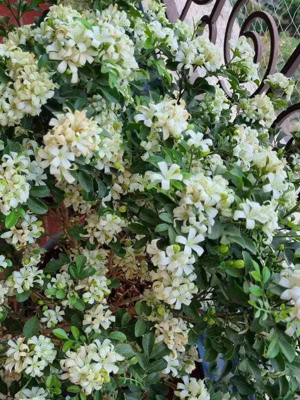 Madhu_Kamini_Flowering_Plant_&_Tree_(1.5-3.5_Ft_Hight)_For_Sweet_Home_Decoration|Gardening_Hybrid