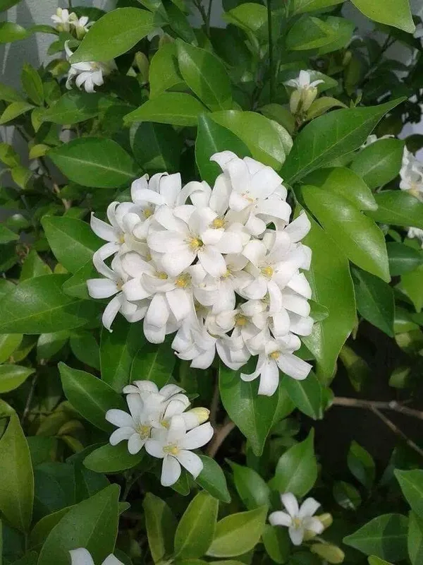 Madhu_Kamini_Flowering_Plant_&_Tree_For_Your_Home_Garden_Madhukamini_Grafted_lower_Plant