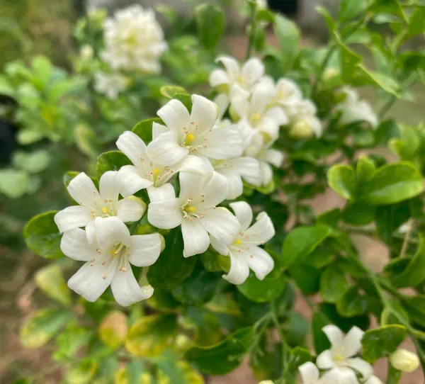 Madhukamini_Flowering_Plant_For_Home_Gardening_1.5-3.5_Ft_Hight