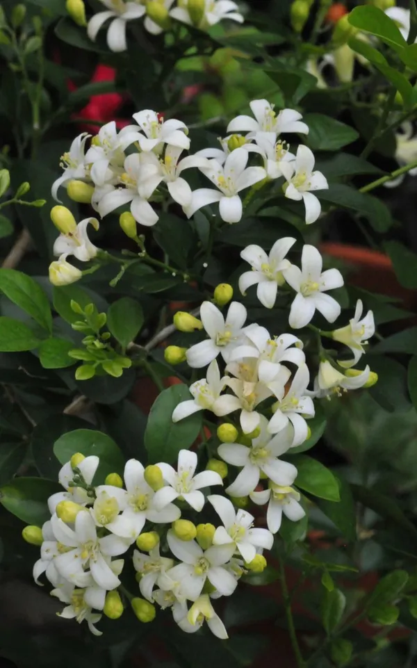 Madhukamini_Flowering_Plant_For_Home_Gardening_1.5-3.5_Ft_Hight