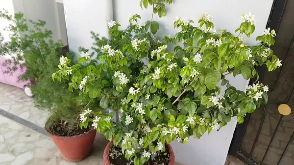 Madhukamini_Flowering_Plant_For_Home_Gardening_1.5-3.5_Ft_Hight
