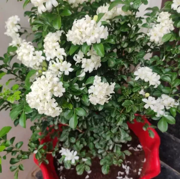 White_Manokamini__Garden_Plant