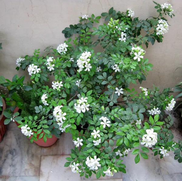 White_Manokamini__Garden_Plant