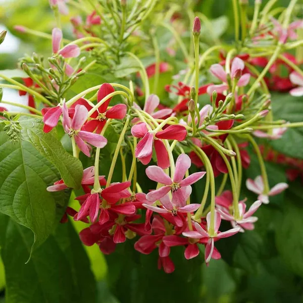 Madhumalati_Flowering_Plant_For_Shrub|Bush|Home_Decoration_&_Gardening_Hybrid