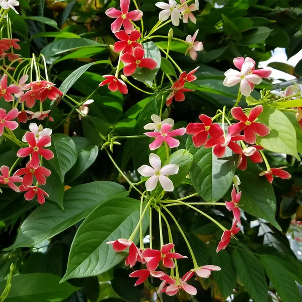 Madhumalati_Flowering_Plant_For_Shrub|Bush|Home_Decoration_&_Gardening_Hybrid