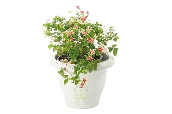 Madhumalati_Flowering_Plant_For_Shrub|Bush|Home_Decoration_&_Gardening_Hybrid