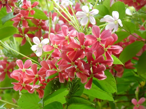 Madhumalati_Beautiful_Flowering_Plant_For_Home_Decoration|Shrub|Bush_&_Gardening