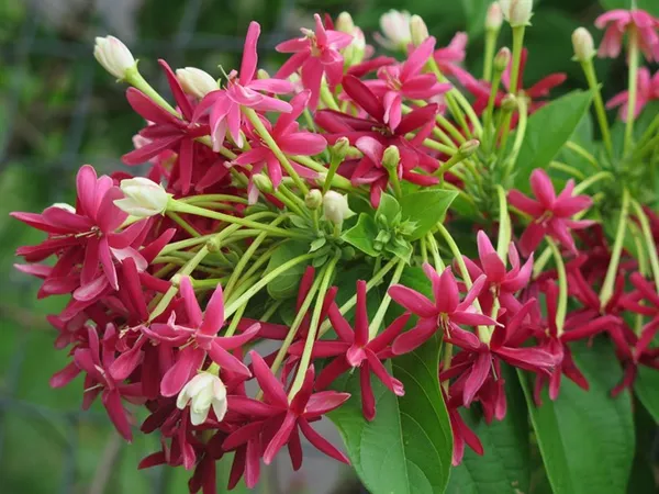 Madhumalati_Beautiful_Flowering_Plant_For_Home_Decoration|Shrub|Bush_&_Gardening