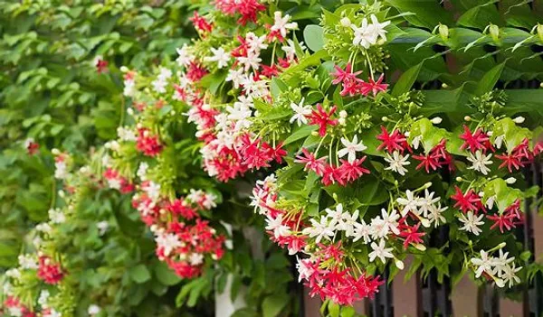 Madhumalati_Beautiful_Flowering_Plant_For_Home_Decoration|Shrub|Bush_&_Gardening