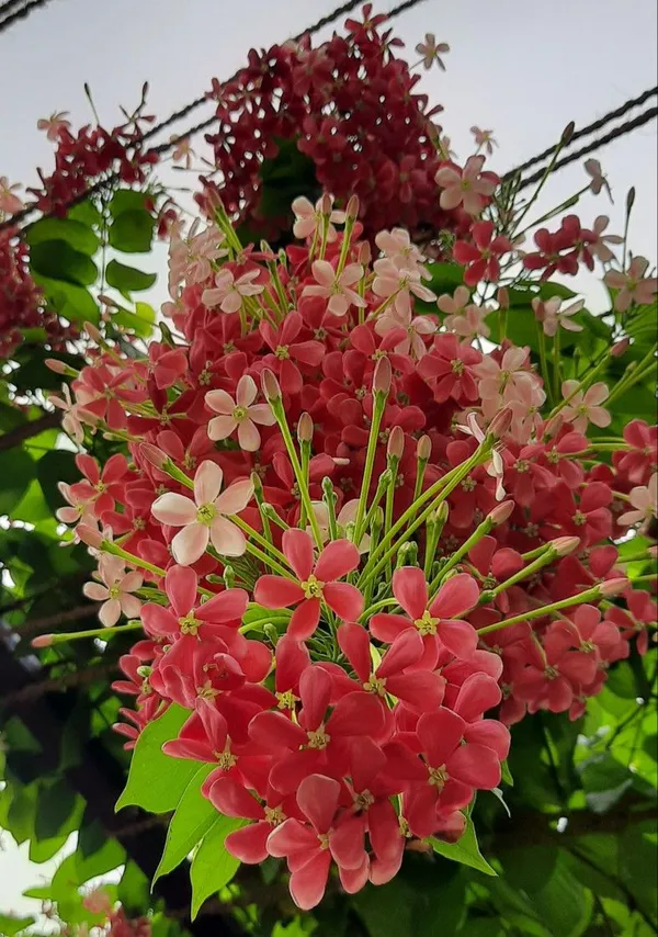 Madhumalati_Creeper_Flower_Plant