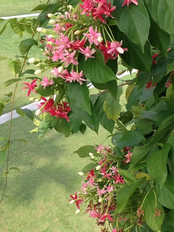 Madhumalati|Rangoon_Creepers_Flower_Plant_&_Tree_For_Shrub|Sweet_Home_Decoration_&_Gardening_Hybrid