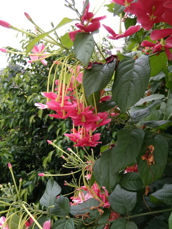 Madhumalati|Rangoon_Creepers_Flower_Plant_&_Tree_For_Shrub|Sweet_Home_Decoration_&_Gardening_Hybrid