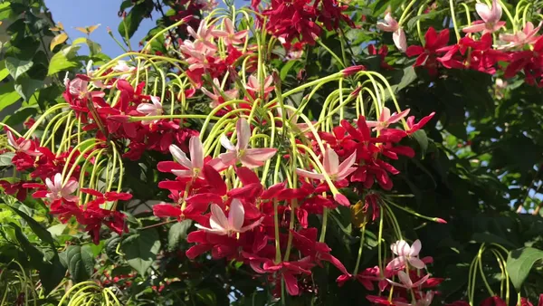Madhumalati|Rangoon_Creepers_Flower_Plant_&_Tree_For_Shrub|Sweet_Home_Decoration_&_Gardening_Hybrid
