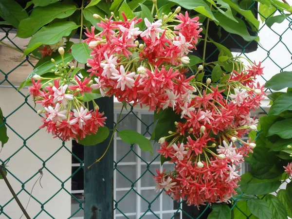 Madhumalati|Rangoon_Creepers_Flower_Plant_&_Tree_For_Shrub|Sweet_Home_Decoration_&_Gardening_Hybrid